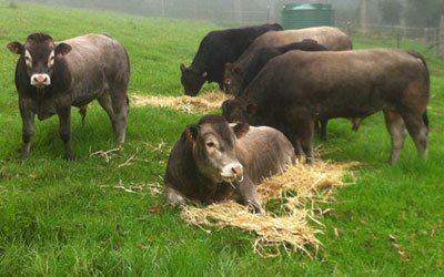 Bazadais stud cattle