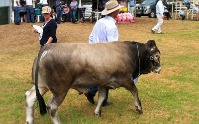 Carabeen Bazadais show results