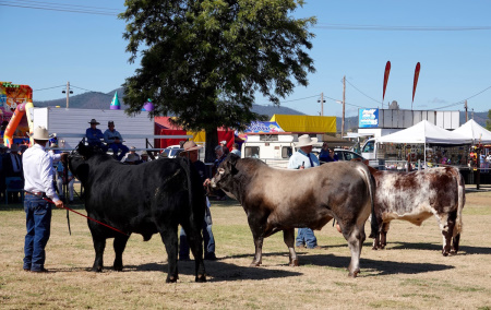 Mullumbimby Show 2019