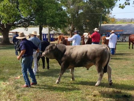 Carabeen Pax North Coast National Show 2019