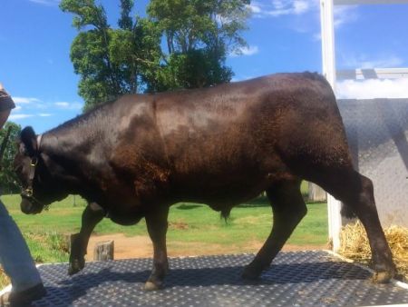 Dorrigo show 2019