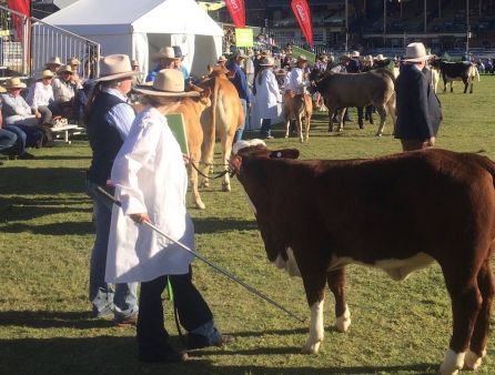 EKKA 2019