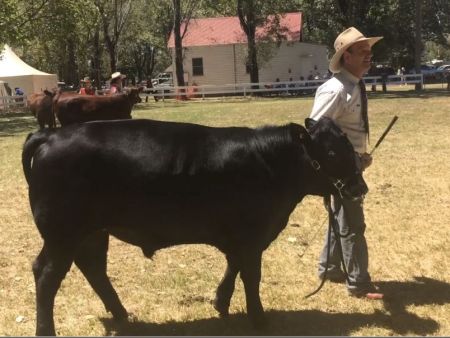 thumb Glen Innes Show 2019 