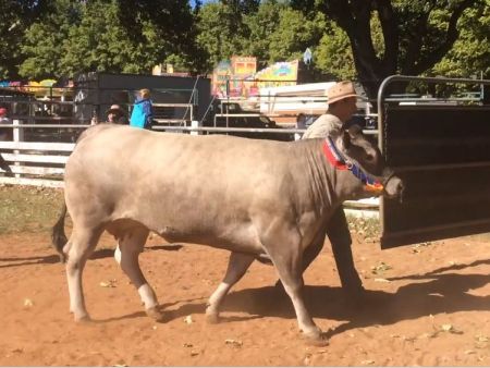 Guyra Show 2019