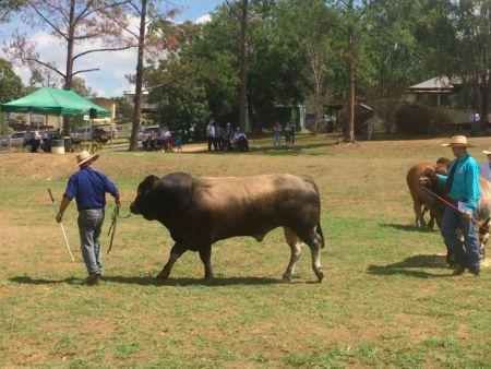 Warwick Show 2019