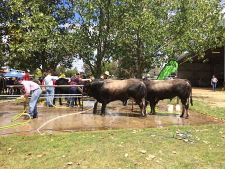 Armidale Show 2017 b