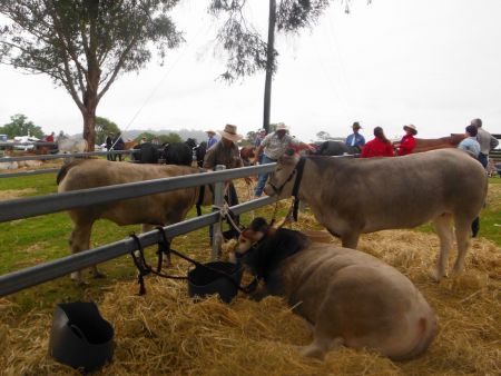 thumb Kyogle show2017