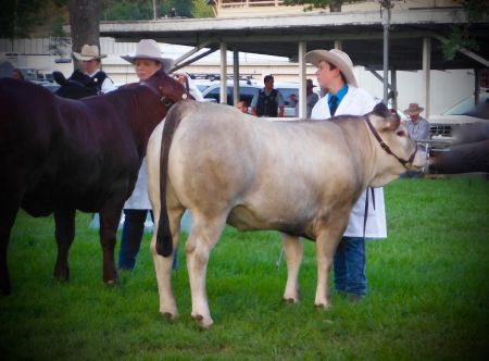 Lismore show 2017