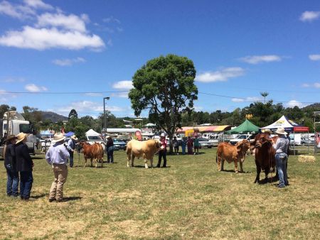 killarney show.1a