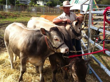 killarney-stud-cattle-2016
