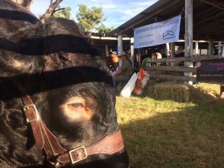 stanthorpe show 2017