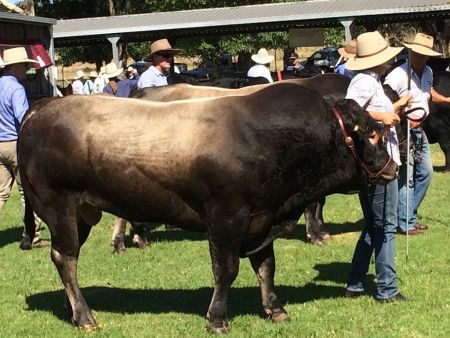 tenterfield show.4a