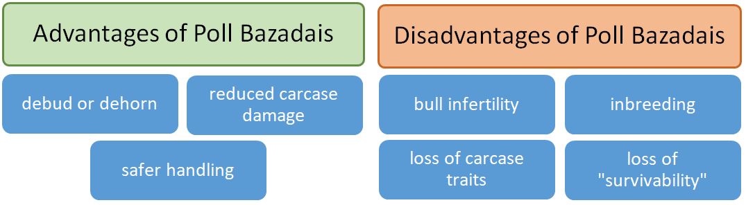 Poll Bazadais Advantages 2