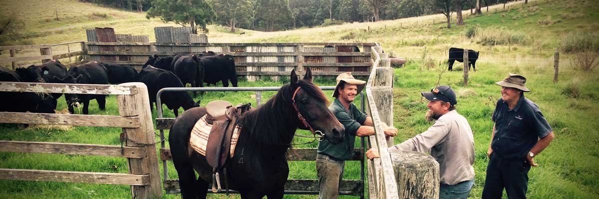 Carabeen Beef - Bazadais and Angus Stud