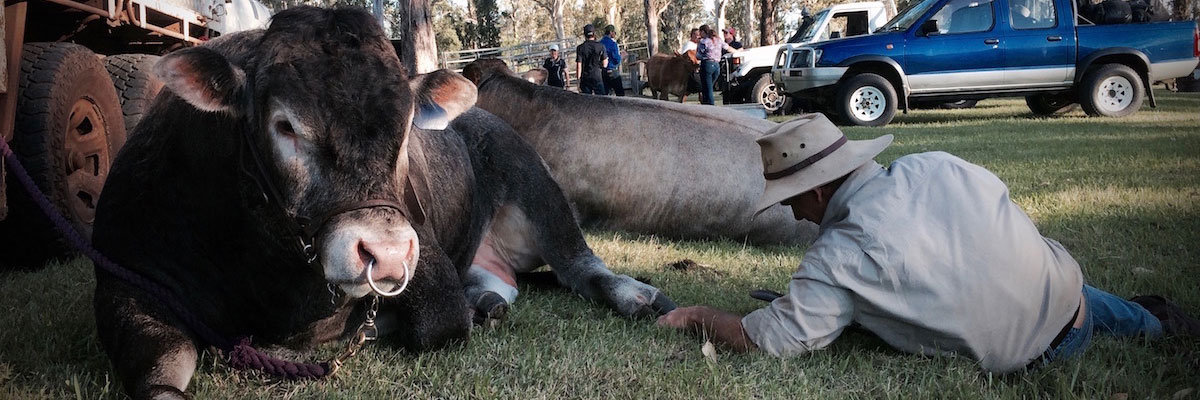 Carabeen Bazadais Cattle